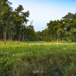 2024-10 - Népal - J11 - Parc National de Chitwan - 085